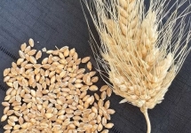 Ata tohum doğal buğday unu