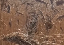 Ata tohumu Peygamber buğdayı tohumu.